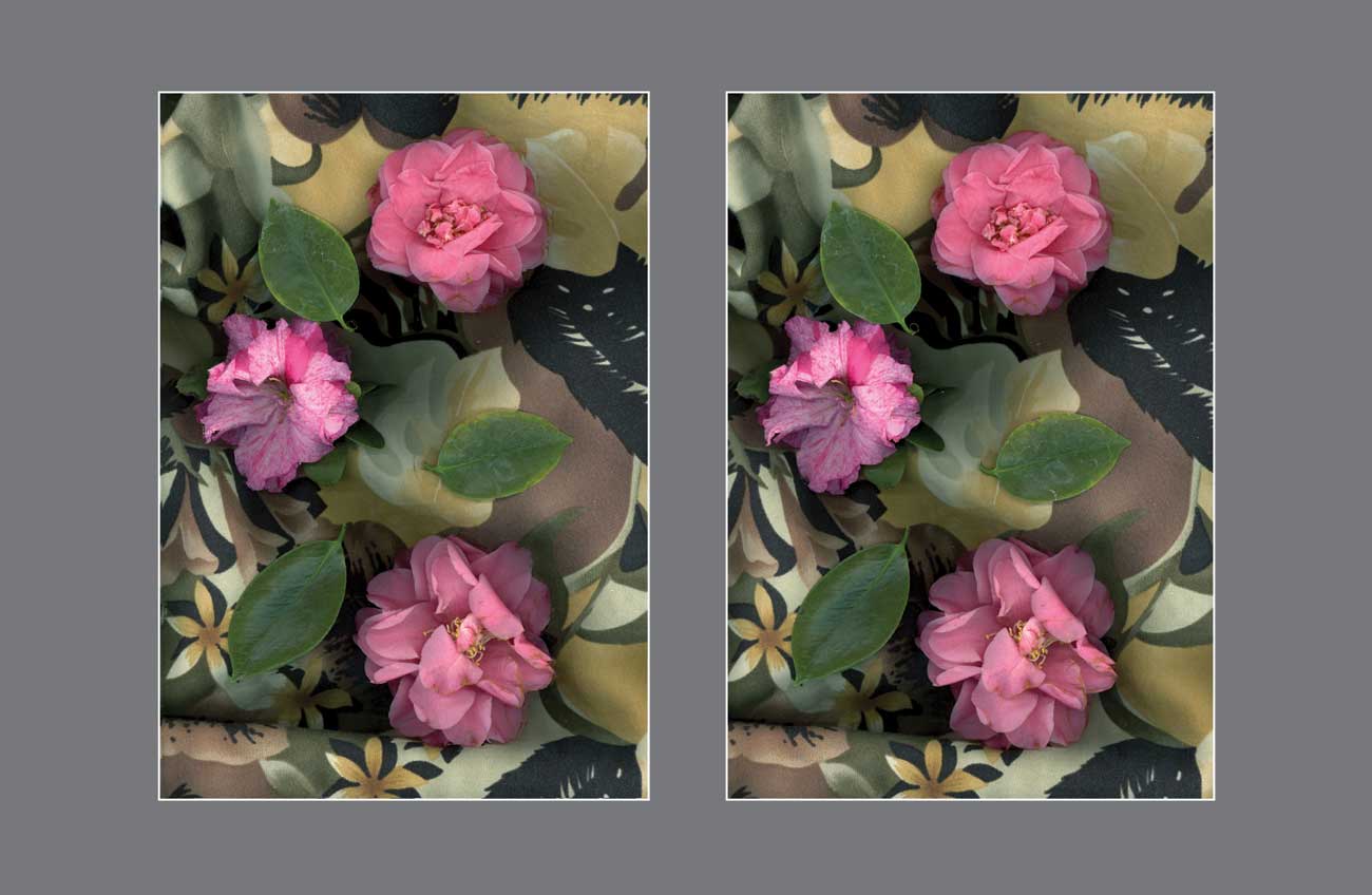 Enchanted Roses: An Ode to Chromatic Elegance - Stereo Art Prints