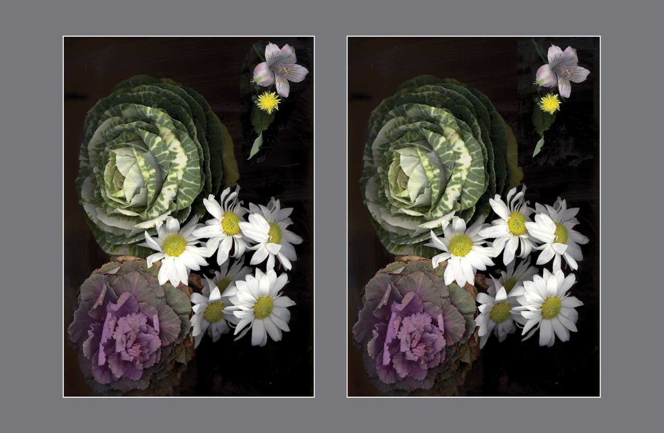 Garden Whispers: Cabbages and Daisies Whisper Tales - Stereo Art Prints