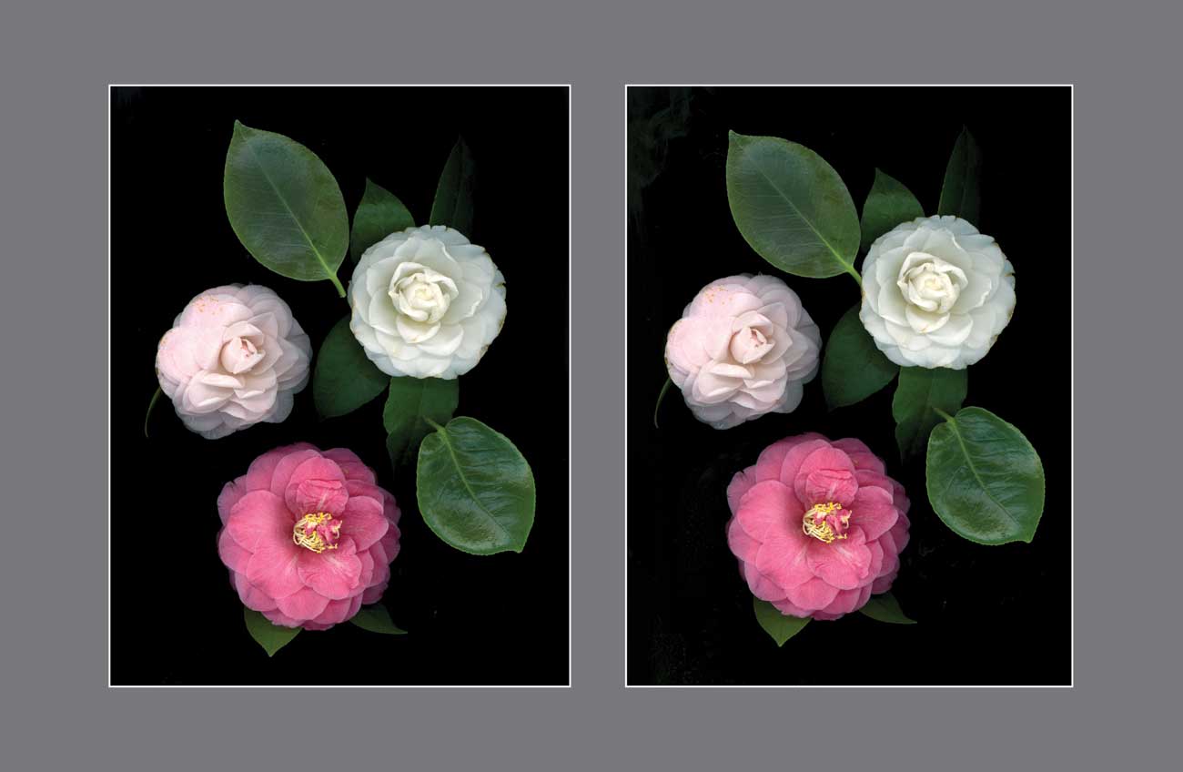 The Blushing Symphony: A Tale of Three Roses - Stereo Art Prints