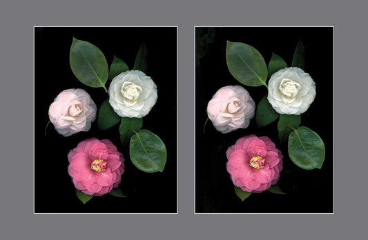 The Blushing Symphony: A Tale of Three Roses - Stereo Art Prints
