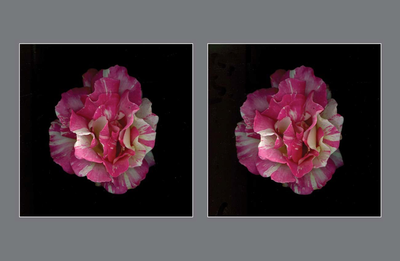 The Kaleidoscope Rose: A Variegated Wonder in Pink and White - Stereo Art Prints