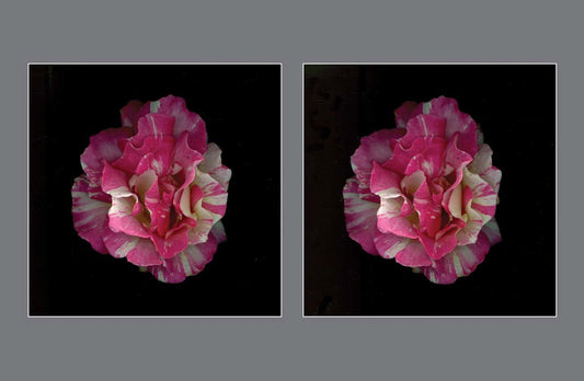 The Kaleidoscope Rose: A Variegated Wonder in Pink and White - Stereo Art Prints