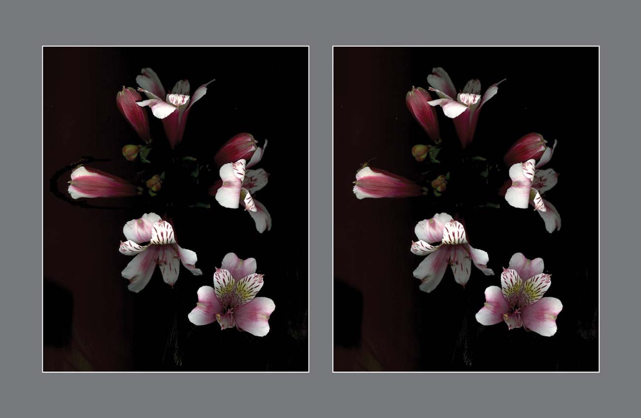 The Night's Bouquet: Alstroemeria Adrift in Inky Black - Stereo Art Prints